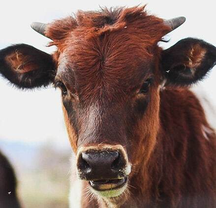 Livestock-Tracking-App-Tile