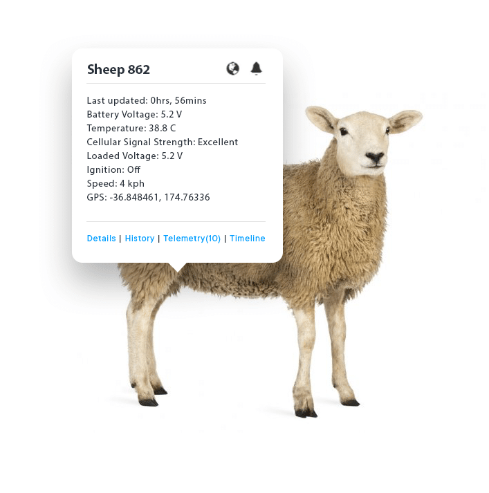 Sheep_Gallery_Image