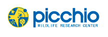 Picchio-Logo